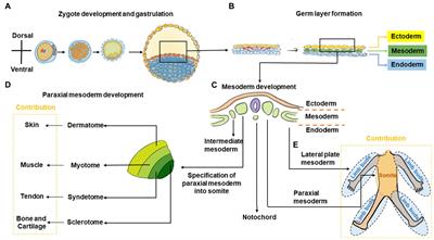 Engineering Musculoskeletal Grafts for Multi-Tissue Unit Repair: Lessons From Developmental Biology and Wound Healing